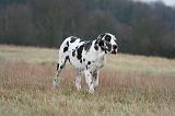 DOGUE ALLEMAND 678